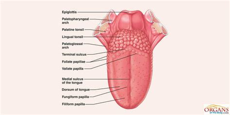 tounge|Tongue: Definition, Location, Anatomy & Function